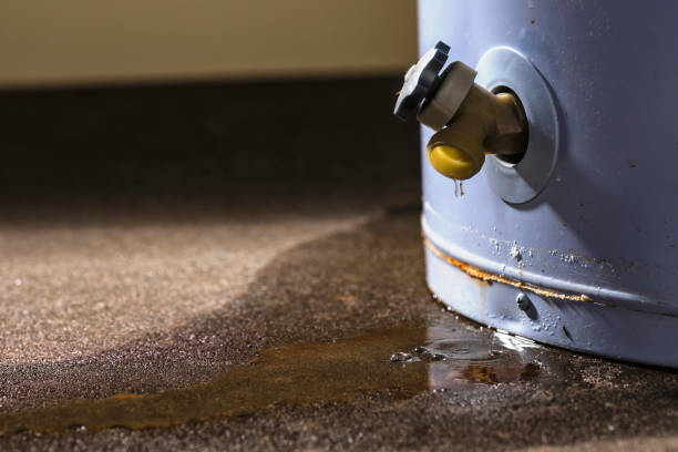 Best Professional water damage repair  in Fruitland, MD